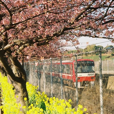 並木道を横目に………