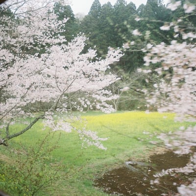 過ぎ去る春の思い出🌸