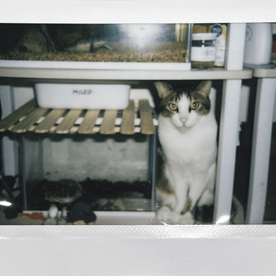 猫