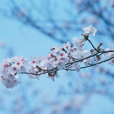 桜です