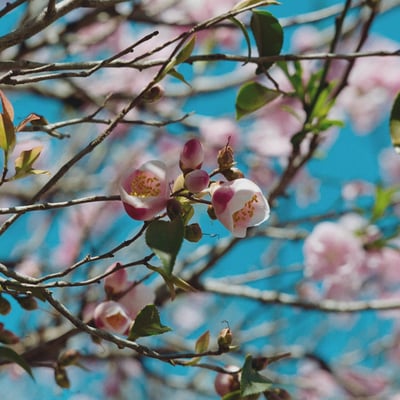 百花繚乱