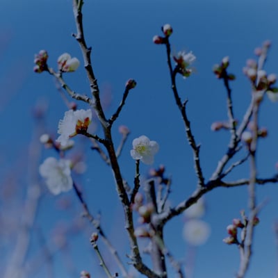 春の足音