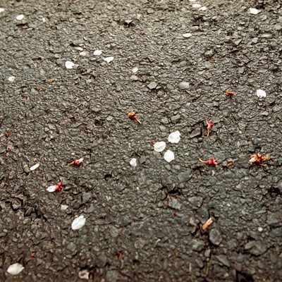 散って尚（桜）