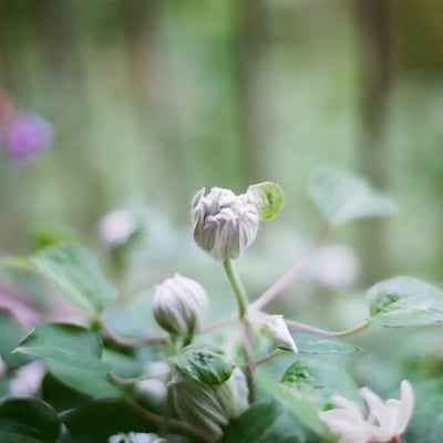 まるまる蕾