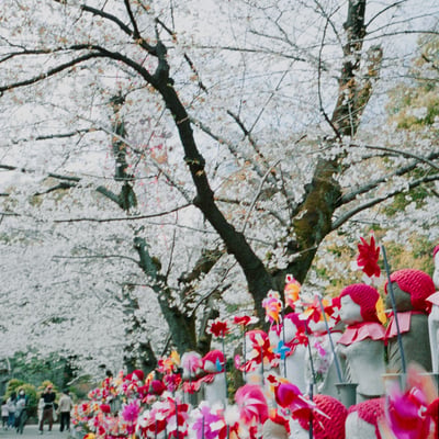 春の増上寺