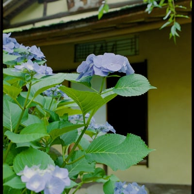 紫陽花と茶室