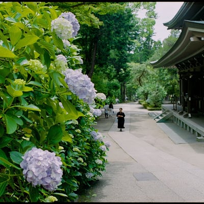 紫陽花参道
