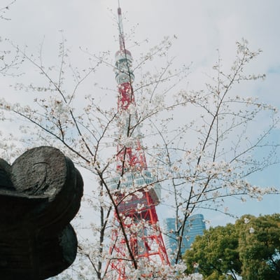 桜と東京タワー
