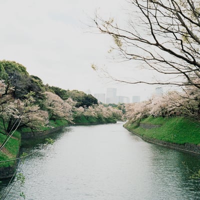千鳥ヶ淵の桜