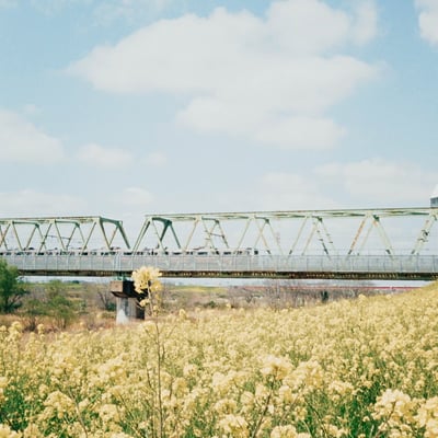 菜の花と武蔵野線