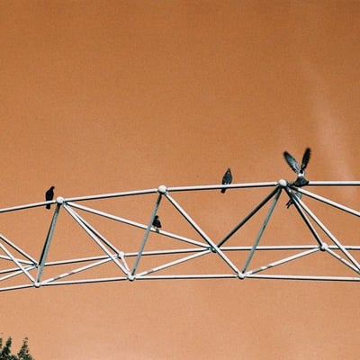 鳩
