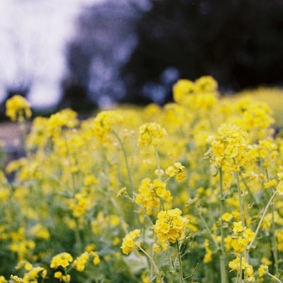 菜の花