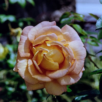 スペインの町に咲く薔薇
