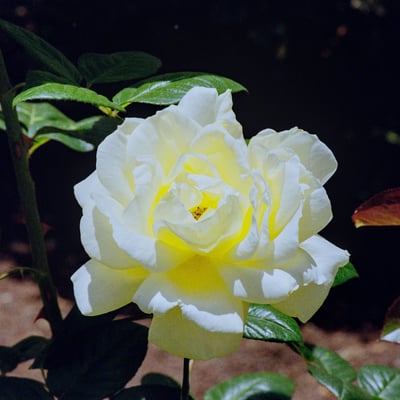 スペインの町に咲く薔薇