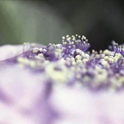 紫陽花