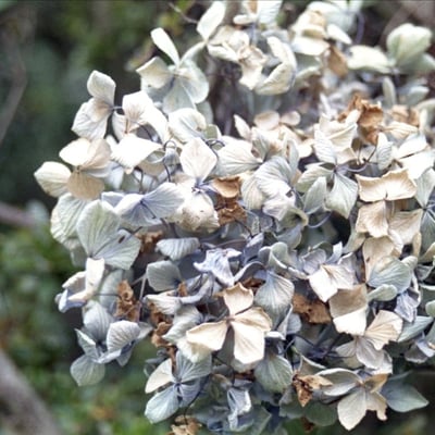 紫陽花