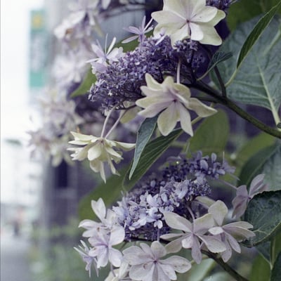 紫陽花