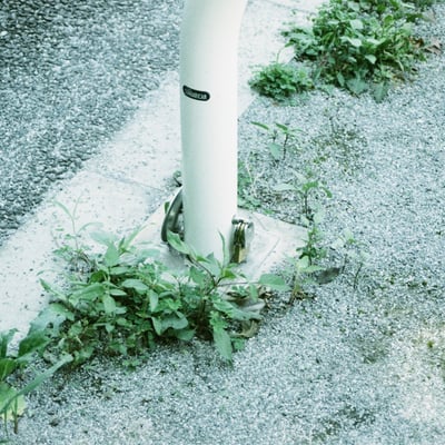 道端の草