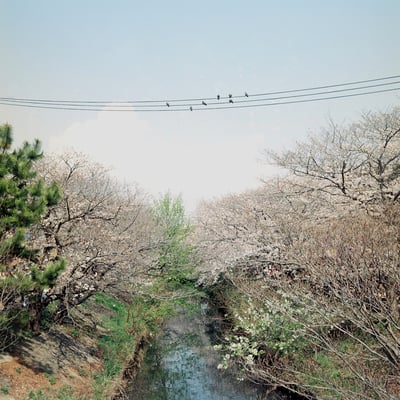 鳥も花見