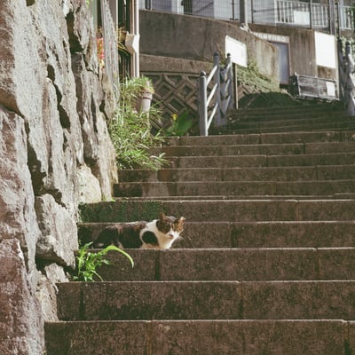 長崎の猫