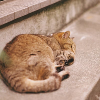 ご近所の寝っこさん