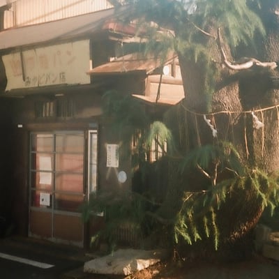 ヒマラヤ杉