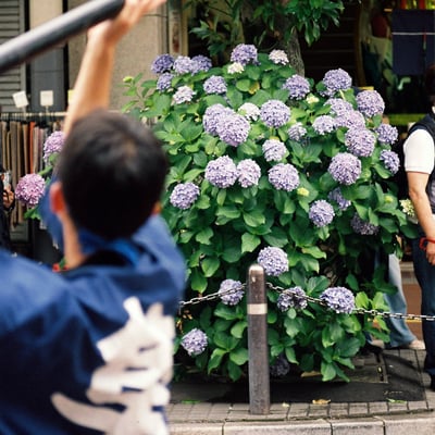 学生旗士と紫陽花