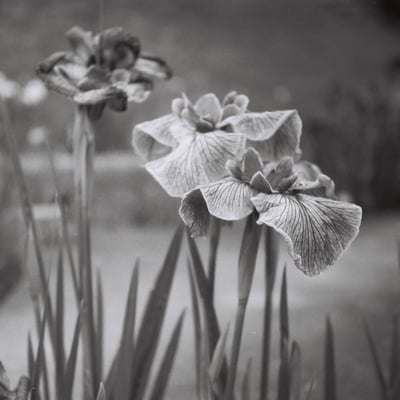 菖蒲