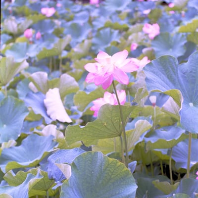 蓮の花