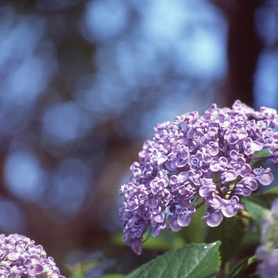 紫陽花