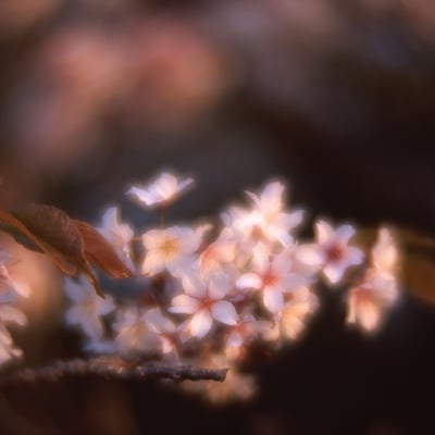 麗しの春