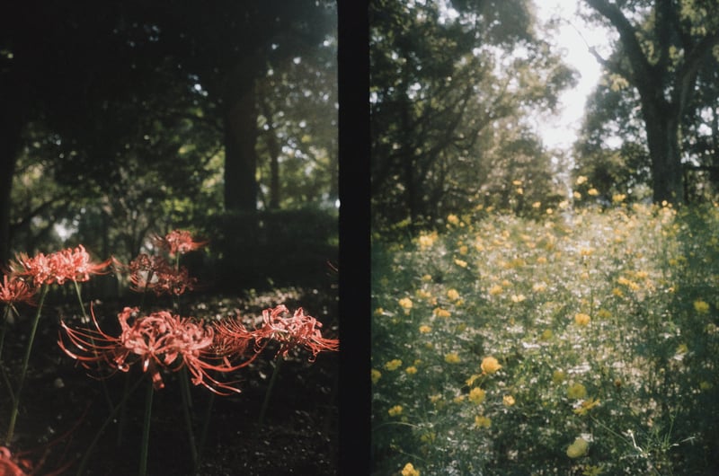 Olympus OLYMPUS PEN EEDの作例写真 | 作例から探すフィルムカメラ図鑑