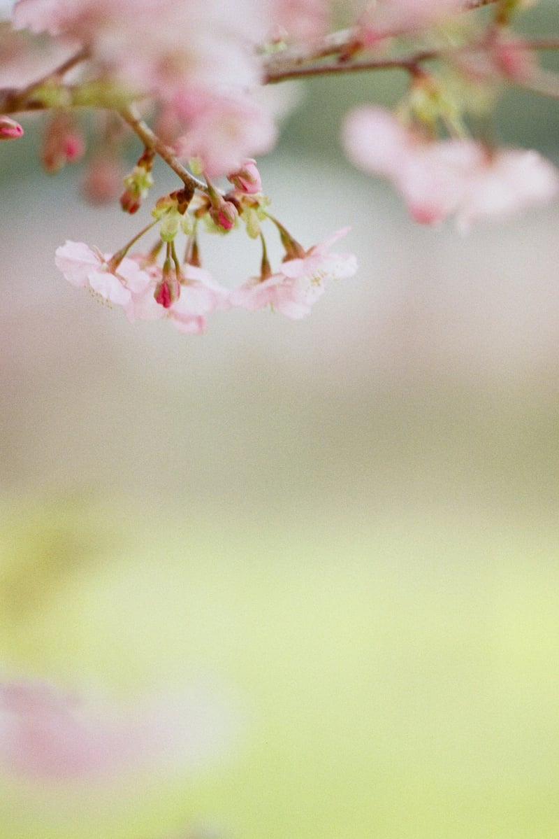 Nikon AI Nikkor 135mm F2.8S | 作例から探すフィルムカメラ図鑑