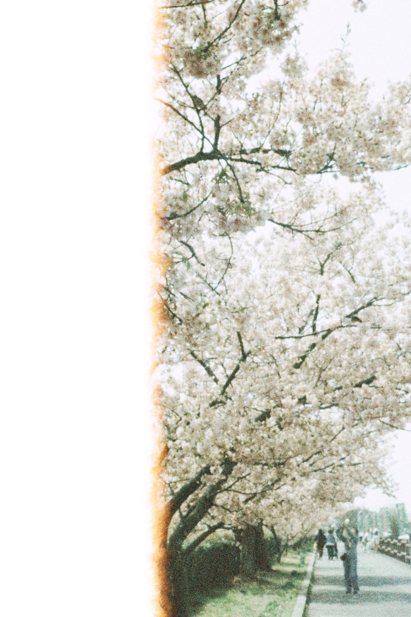OLYMPUS PEN EED コンパクトフィルムカメラ 実写作例あり Olympus OLYMPUS PEN EEDの作例写真 | 作例から探すフィルムカメラ図鑑