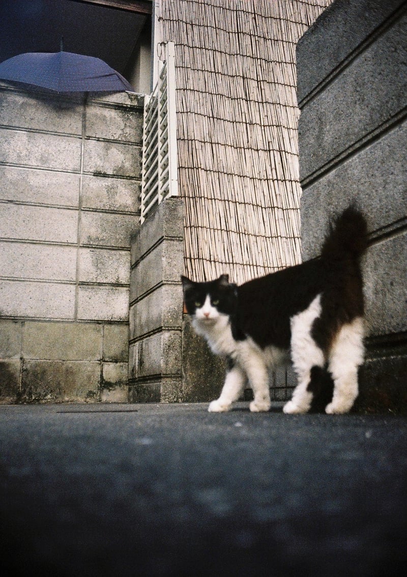 Ricoh Auto Half Eの作例写真 | フィルムカメラの写真投稿・記録