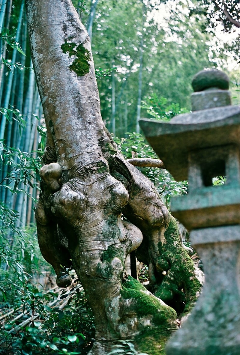Minolta X-700の作例 | 作例から探すフィルムカメラ図鑑 filmbiyori