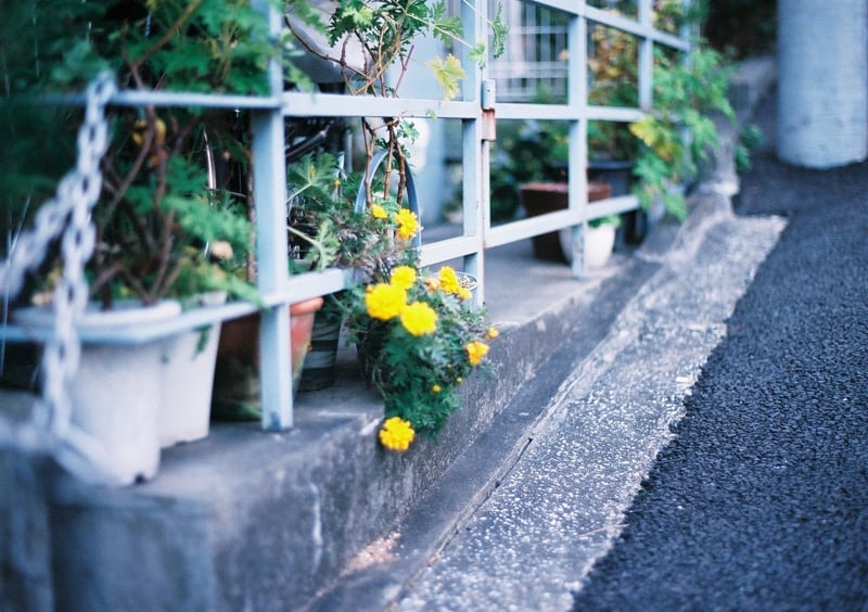 丁寧な暮らしをしたい願望をずっと抱いているので、かわいい花を見つけるとつい撮っちゃいます🙈✨

植物に囲まれた部屋にしたい🪴