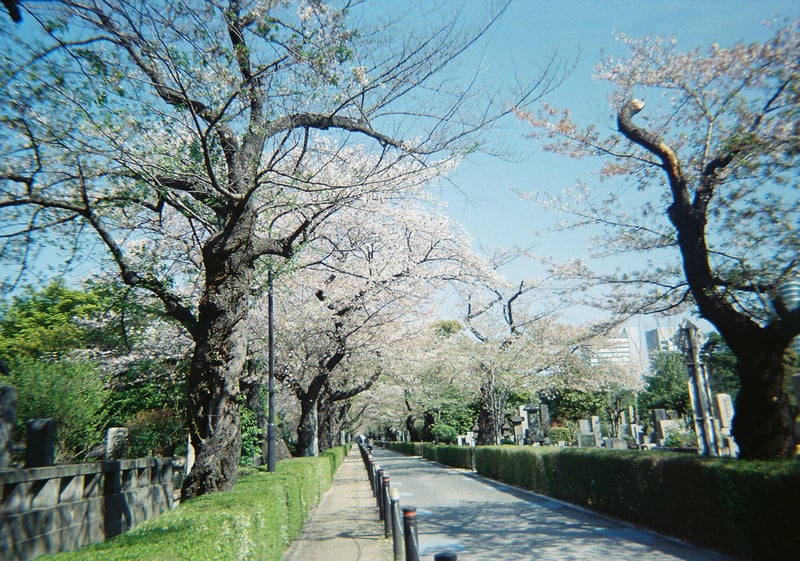 昨年、青山霊園を通ったときに撮った桜。

今年も少しずつ桜を撮り始めているから、
今月のこの特集に載せられますように…！