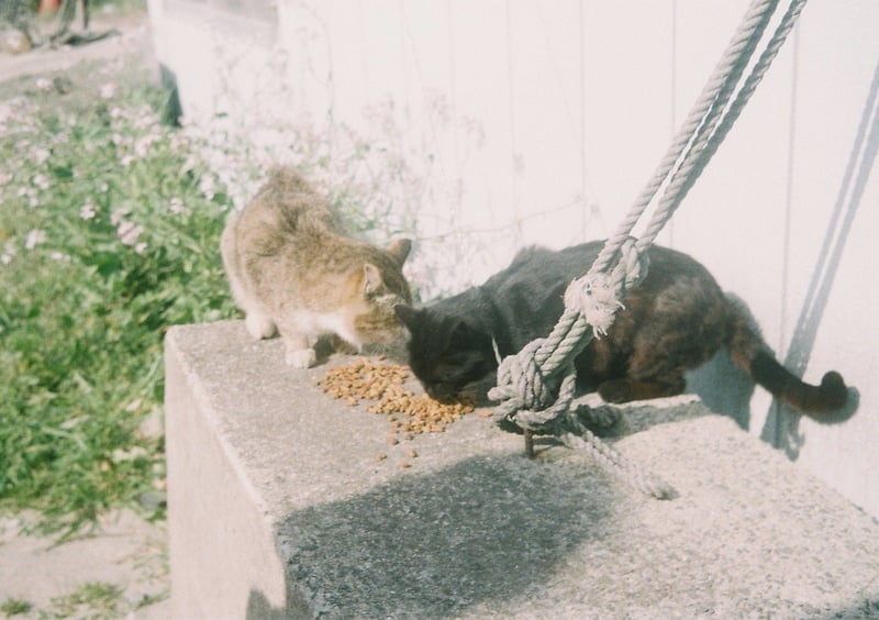 糸島で出会った野良猫たち。
仲良く餌を分け合ってる姿も愛おしい。

ペット不可のマンションなので飼えないのですが、猫飼いたい欲が高まる一方です🥺