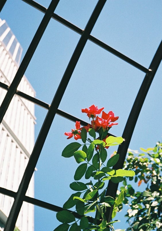 散歩中に見つけた赤い花のアーチをアップで撮った一枚🌹✨
青空の下で、花がアーチを彩っていてとても綺麗でした☺️