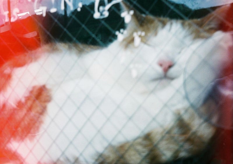 窓際で寝てるぎんちゃん