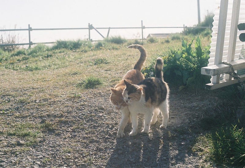 みなさんの猫写真に癒されてます

三浦半島の最南端、城ヶ島の灯台のふもとで暮らす猫ちゃんです

ソフトクリームやとうもろこし、ラムネやイカ焼きなどの美味しい誘惑に
漁港と商店街といったレトロな雰囲気あふれる港町です
おいしいものがある場所を、猫ちゃんもわかってるのかな

おいしいお魚にかわいい猫ちゃん、だいすきな場所です