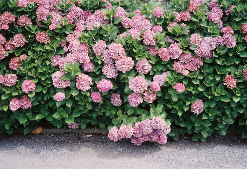 いろんな色の紫陽花、かわいいですよね。探しながら歩いてます。
髪の色もピンクです。次は何色にしようか迷ってます。