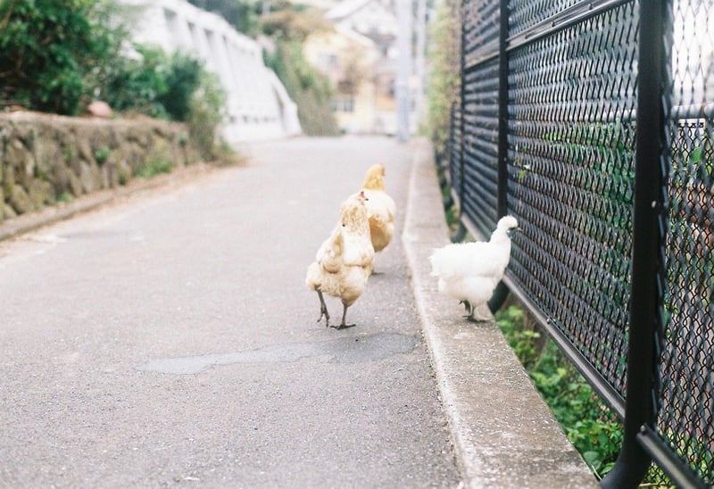 ご近所のにわとりさんは
時折おうちから出てきて外を散策していますが
ちゃんとおうちに帰ります

写真右側は線路で
電車の行方を見守っているところ