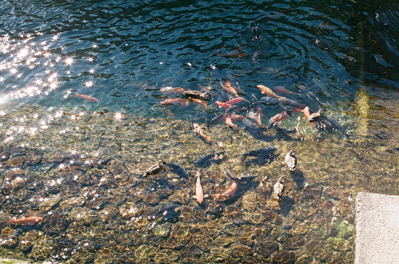 高山にて
Nikon F
FUJICOLOR C200