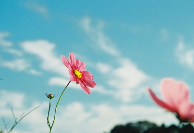 一番好きな花。
暑さを越えた後のお楽しみ。

NikonF/Kodak Ultra max400