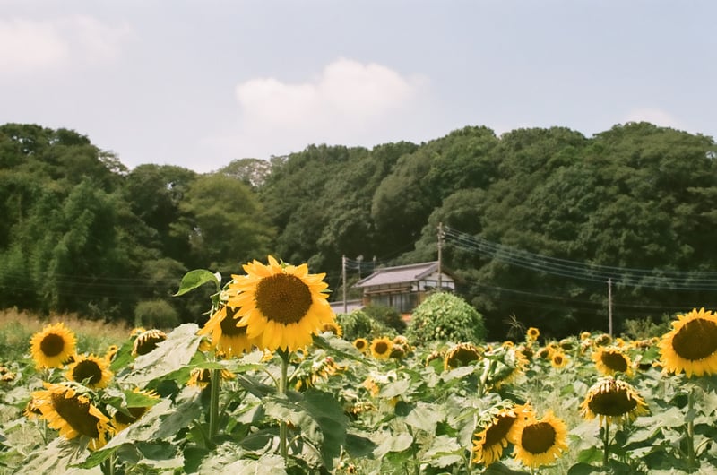 今日セミの声を今シーズン初めて聞きました。

NikonF/FUJIFILM 業務用100