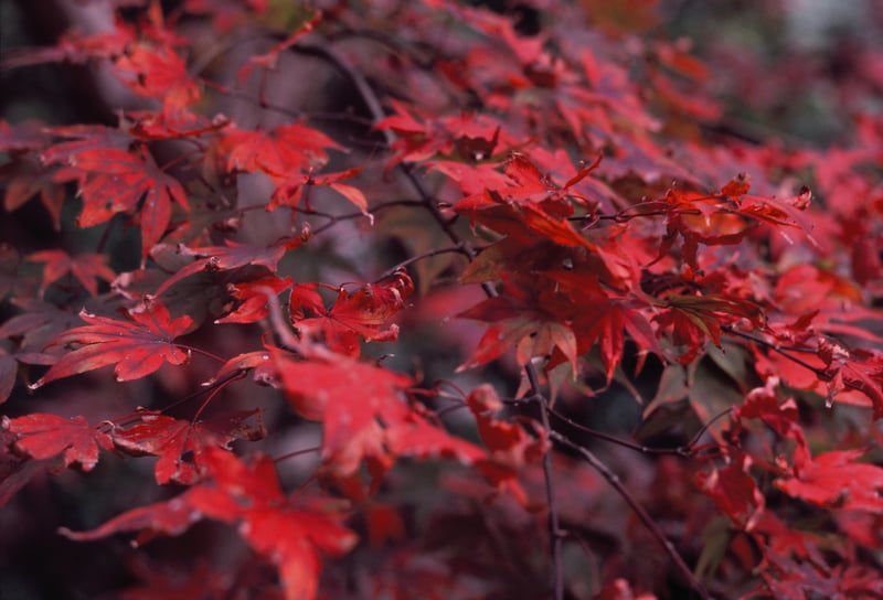 今年の紅葉はもう少しかな??