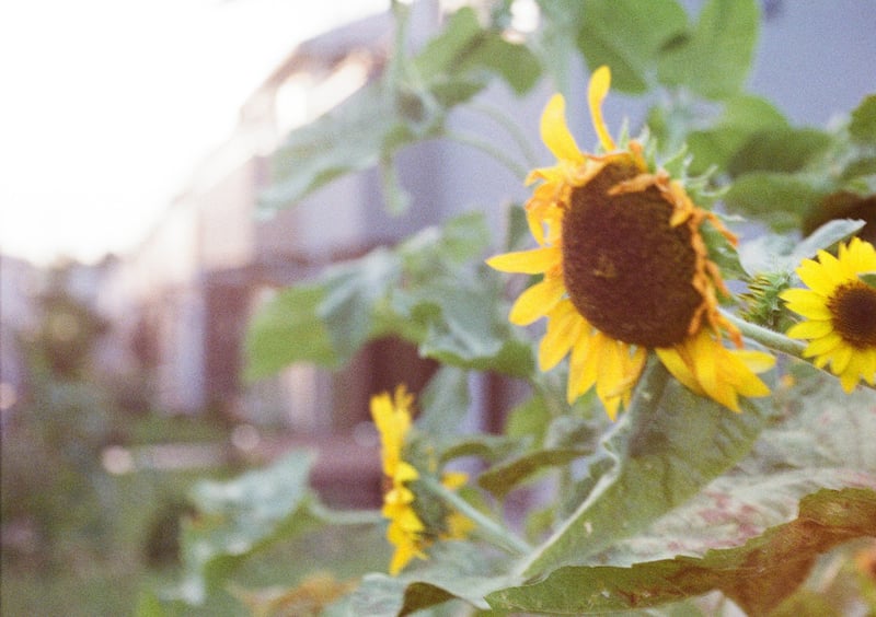 今年は暑すぎて全然夏の写真が撮れなかった