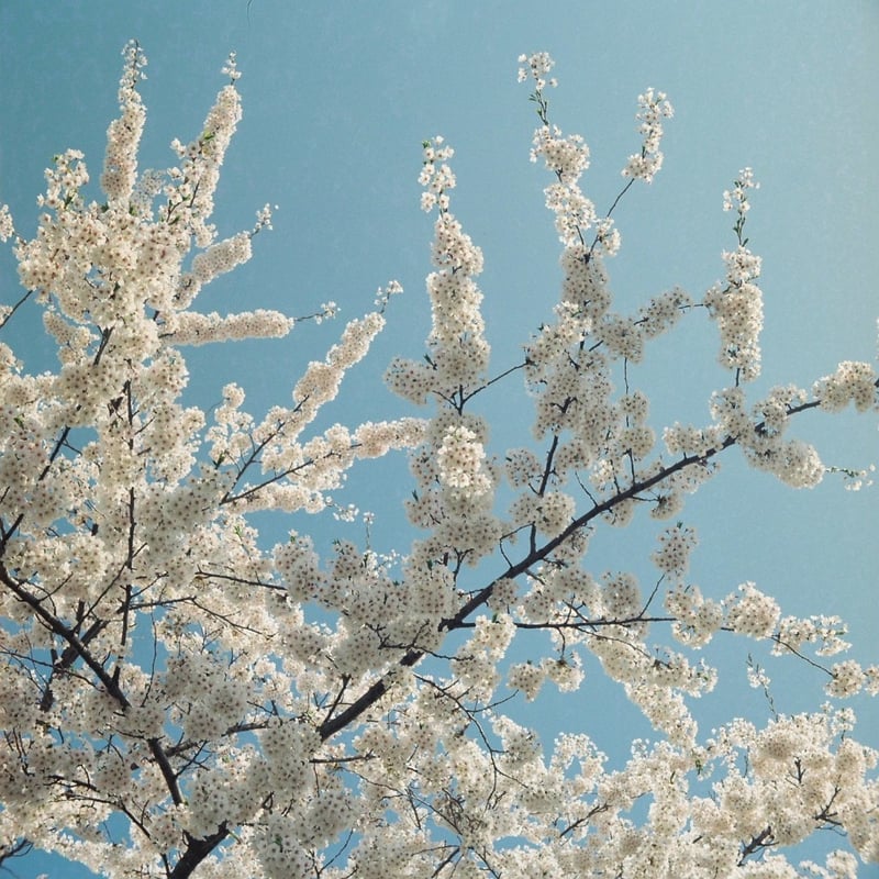 母校の桜は満開でした。